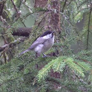 Coal Tit