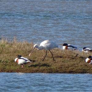 Eurasian Spoonbill