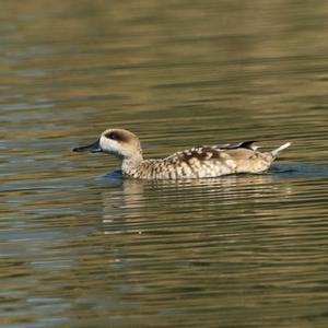 Marbled Teal