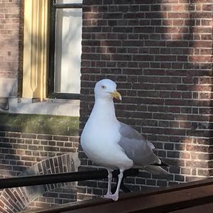 Herring Gull