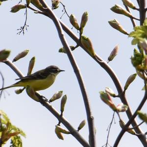 Yellow Wagtail