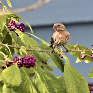 House Finch