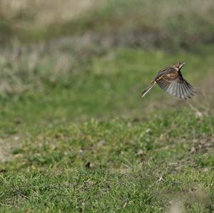 Reed Bunting