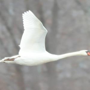 Höckerschwan