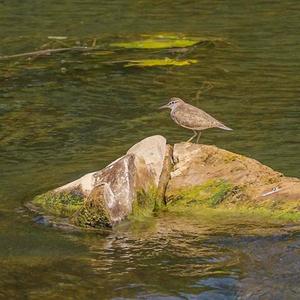 Common Sandpiper