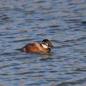 White-headed Duck