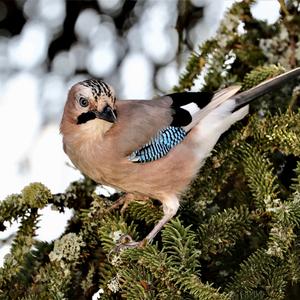 Eurasian Jay