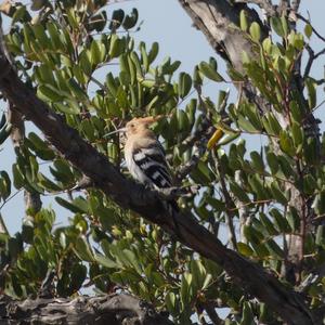 Eurasian Hoopoe