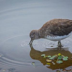 Waldwasserläufer