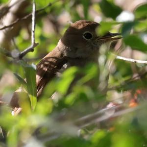 Eurasian Reed-warbler