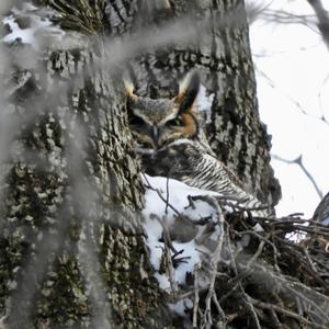 Great Horned Owl