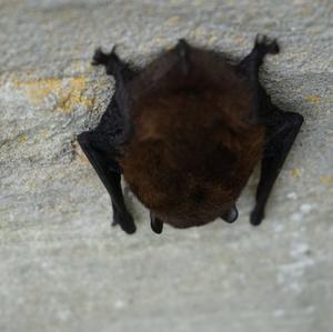 Daubenton's Bat