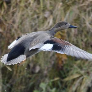 Gadwall