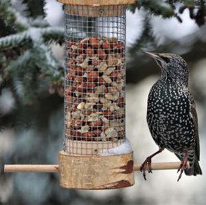 Common Starling