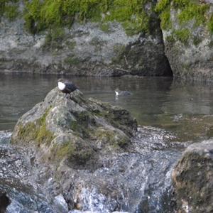 White-throated Dipper