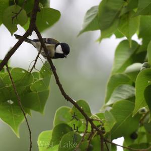 Great Tit