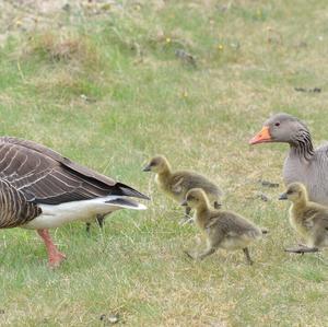 Greylag Goose