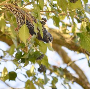 Common Starling