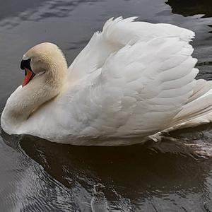 Mute Swan