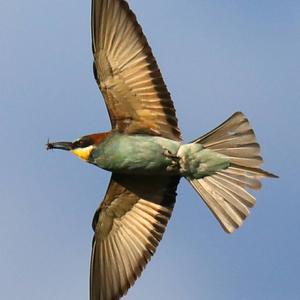 European Bee-eater