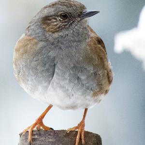 Hedge Accentor