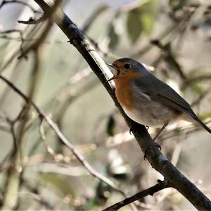 European Robin