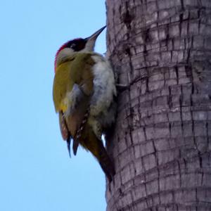 Eurasian Green Woodpecker