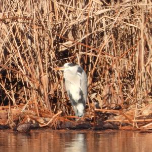 Grey Heron