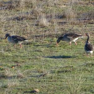 Greylag Goose