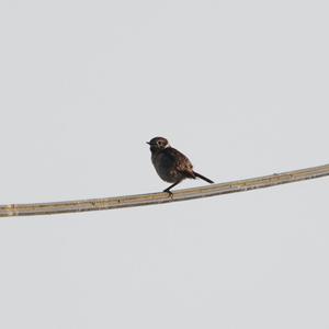 European stonechat