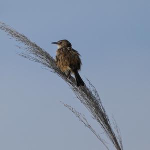 Zitting Cisticola