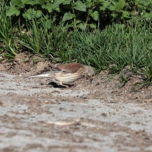 Eurasian Linnet