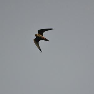 Common Kestrel