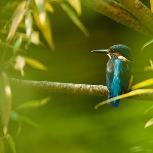 Common Kingfisher