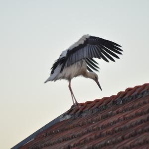 White Stork