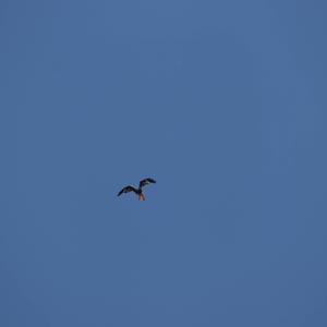 Red Kite