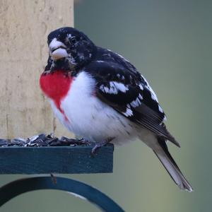 Rose-breasted Grosbeak