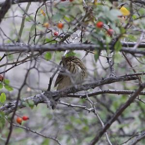 Tree Pipit