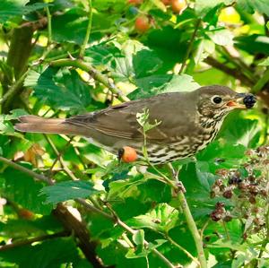 Mistle Thrush