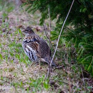 Ruffed Grouse