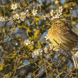 Yellowhammer