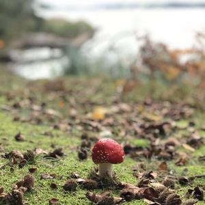 Fly Agaric