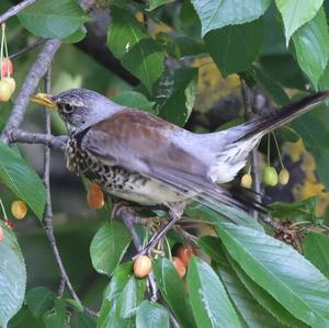 Fieldfare