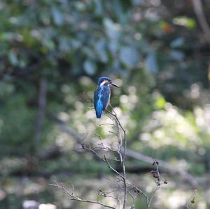 Common Kingfisher