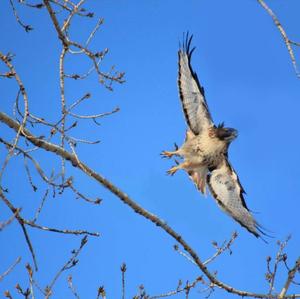 Rotschwanzbussard