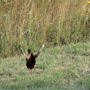 Common Pheasant