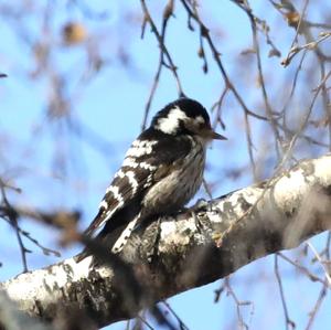 Lesser Spotted Woodpecker