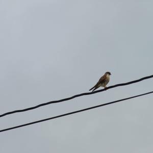 American Kestrel