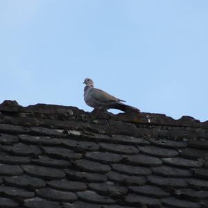 Eurasian Collared-dove