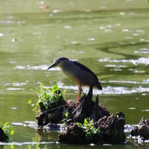 Black-crowned Night-heron